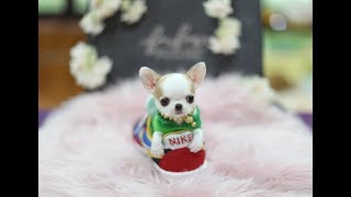 Chihuahua, the world's smallest dog.