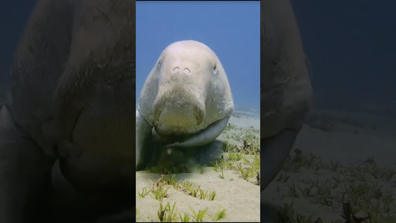 Sounds of the Sea: Manatee Harmonizing with Seaweeds