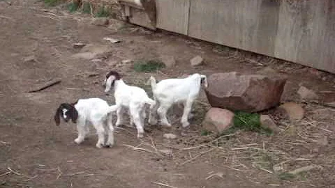 Angel's Kids