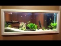 DIY - Wall built in Fish tank 150gl aquarium freshwater set up