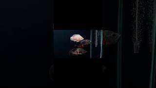 Monster Tank❤️#monsterfish#monsterfishkeepers#monsterfishtank#fishkeeping#youtubeshorts#viralshort