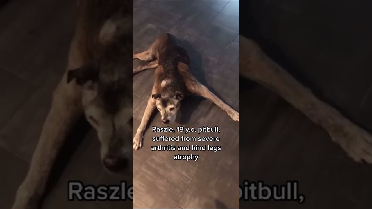 Senior Dog Arthritis Supplements Review Senior Dog Care Tips YouTube