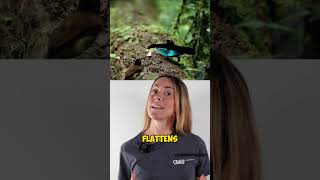 Download Lagu This Bird Really Said ‘Go Big Or Stay Single’ 💅 MP3