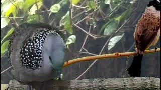 Burung Pikat Campuran/Tekukur Mania Gacor Vs Kutilang Gacor Kejebak Hujan Deras || Anggungan