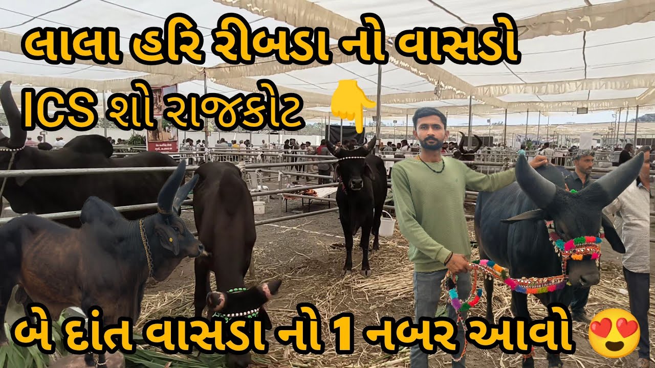 ICS શો રાજકોટ 2026  કાંકરેજ ગાયો એક જોવો અને એક ભૂલો 😍😍🦁🦁🦁
