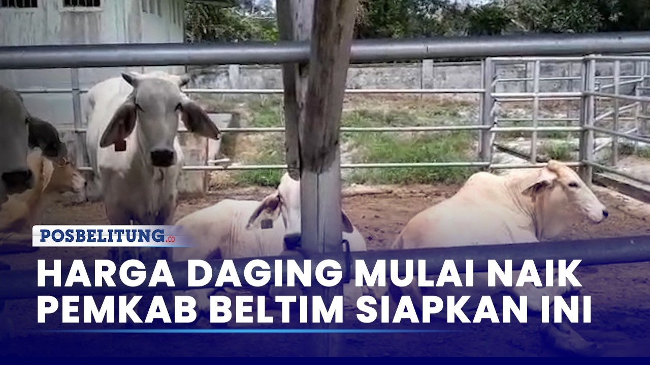 Harga Daging Mulai Naik, Pemkab Belitung Timur Siapkan Stok Beku hingga 18,7 Ton