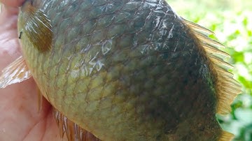 Câu cá rô đồng, thác lác: con kênh lục bình ở thủ thừa tiếp tục bão cá nữa cả nhà ơi.