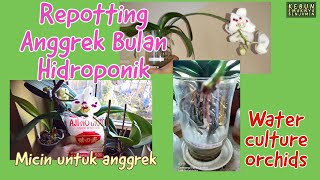 Repotting Anggrek Bulan Hidroponik Sedang Berbunga Begini Jadinya