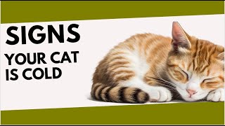 HOW TO TELL IF YOUR CAT IS COLD #catviralvideos #catviral #dothis by Cat Supplies 397 views 3 days ago 4 minutes, 41 seconds