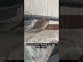 #Little Bird Surprise Visit #LittleBirdDombivli #ChirpingBird #NatureAtDombivliHome#DombivliNature