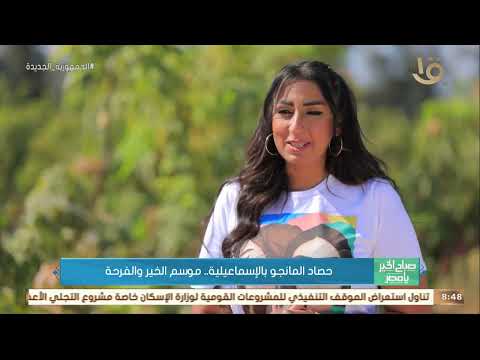 صباح الخير يا مصر موسم الخير والفرحة حصاد المانجو بالإسماعيلية