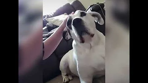American bulldog tik tok compilation