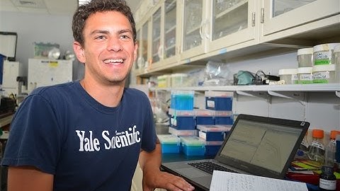 Undergraduate studies ecological modeling in REU program