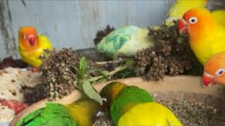 Welcome to our peaceful live bird and poultry stream! Little Things for Joey is live #birds screenshot 1