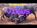 Amezing Baffalo Fight | Buffalo Video With Sound| Bull | Bison Fight #baffalo #bison #animals