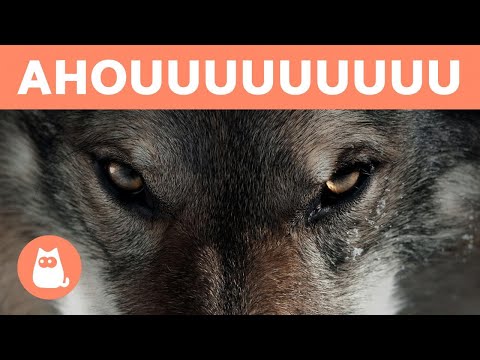 Vidéo: 19 animaux qui veulent vraiment que vous les laissiez entrer