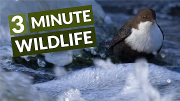 Exploring White-Throated Dippers | Short Nature Documentary