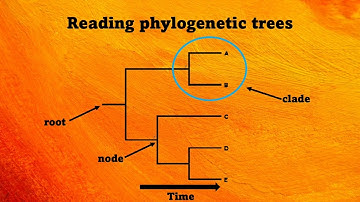 EvoEd - SARS-CoV-2 Origins and Phylogenetics