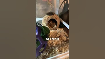 New ball python #snake #morphmarket #reptiles #terrarium #reptiles