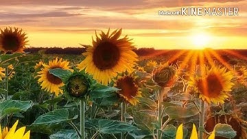 سورة المزمل - الأستاذ شهريار برهيزكار