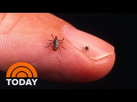 How To Protect Yourself From Lyme Disease