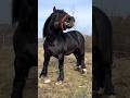 Amazing horse #horse #horses #sterstallion