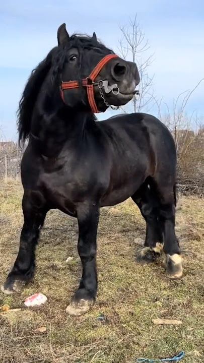 Amazing horse #horse #horses #sterstallion