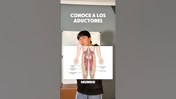 Todo sobre los aductores #anatomia #aductores
