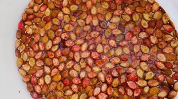 How To Break Dormancy on Seeds (Capsicum AKA Sweet Peppers )