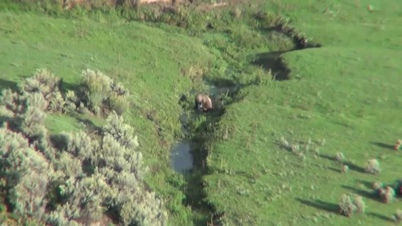 Bull Elk Wallowing - YouTube