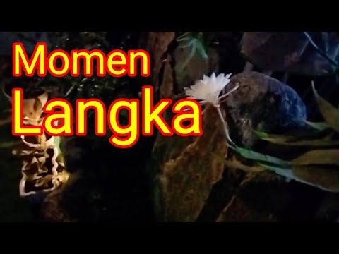 Mekarnya Sang Ratu Malam ( Bunga Wijaya Kusuma )@Wong Gunung Selapan