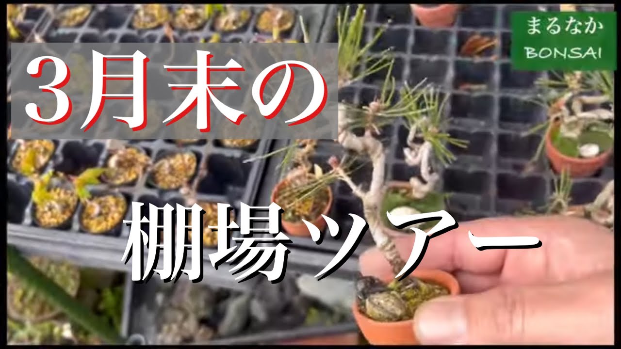 178 3月末の棚場ツアー。 @まるなかBONSAI #ミニ盆栽 【ミニ盆栽