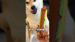 这个玩具就像是会说话的朋友，小狗喜欢的不行柴犬狗狗玩具宠物玩具宜特养宠经验分享
