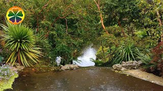 Шум Ручья В Тропическом Лесу Тихий Звук Дождя