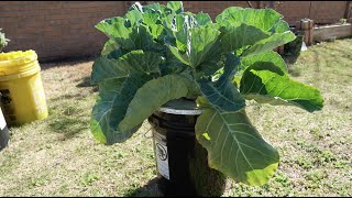 Soil Vs Hydroponic Experiment with Giant Kohlrabi Part 02