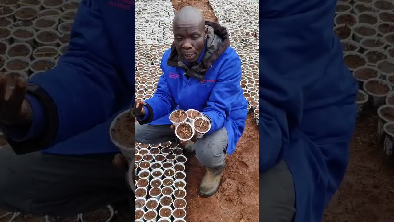 72 hours to germinate and give two extra time and open 