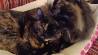 Betty & Angela Cuddle Bunnies! by CAT-astrophic! 21 views 6 months ago 42 seconds