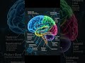 🧠BRAIN AND THEIR PARTS.. #medical #anatomy #brain #education #viral#shorts#video #science#subscribe