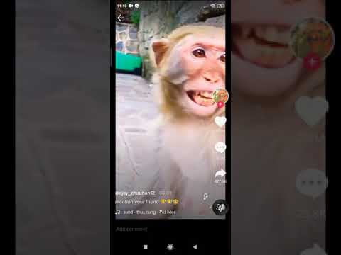 Majmun priča