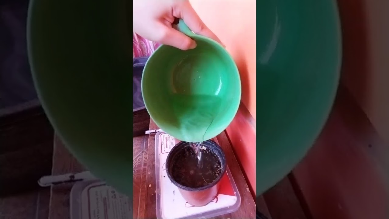 Progress report of my plants