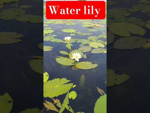 Beautiful Water Lily In Full Bloom Nature S Beauty Captured