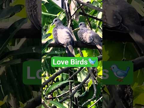 Two Spotted Doves Perched Together 🕊️ | Backyard Bird Watching"