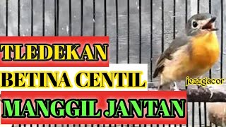 Tledekan gunung betina memanggil jantan#burungkicau #tledekangununggacor
