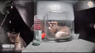 This feeder is already taken by a cute ferret 😹😹