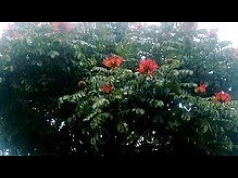 Endachi Alayehum Amharic Old Music S