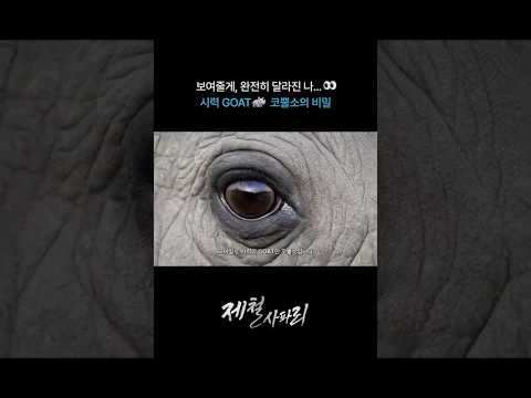 코뿔소 시력이 2.0인 사건에 대한 영상 👀