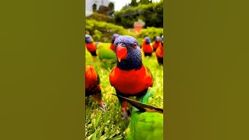 So beautiful cutie parrots | Parrot Screams During Peekaboo ViralHog #birds #funny #pets #parrot