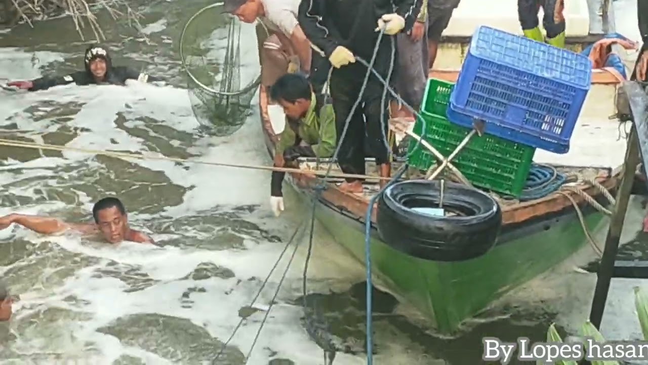 Judul nya Panen Ikan Bandeng 