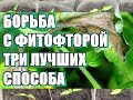 Три лучших способа борьбы с фитофторой / Профилактика фитофтороза