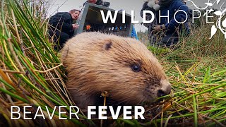 Beavers bring wetlands back to the UK | WILD HOPE